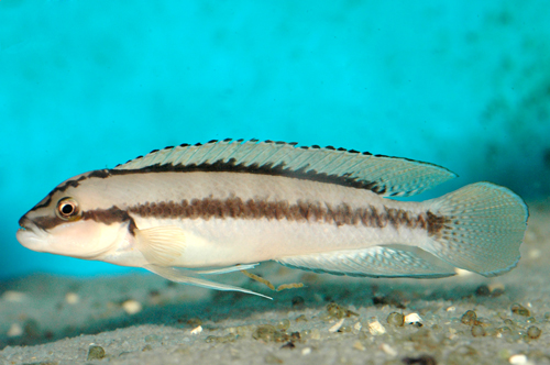 TELMATOCHROMIS BRICHARDI